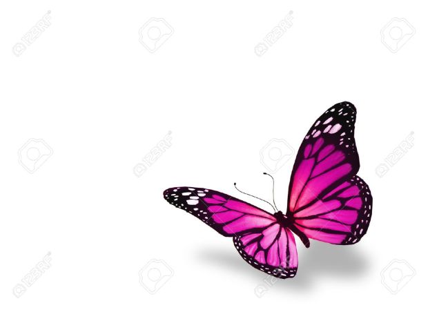 wpid-15562872-pink-butterfly-isolated-on-white-background-stock-photo.jpg